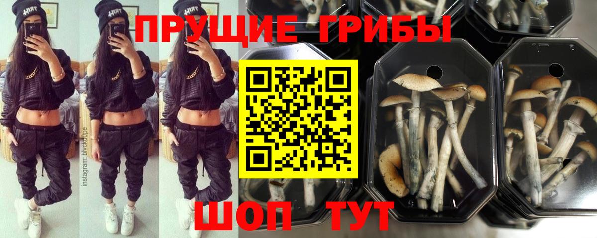 Псилоцибиновые грибы Psilocybe Амурск